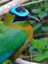 Blue-crowned Motmot